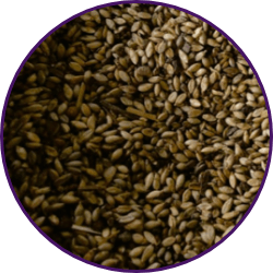 Imagem dos grãos do produto Brachiaria Ruziziensis cv. Ruziziensis